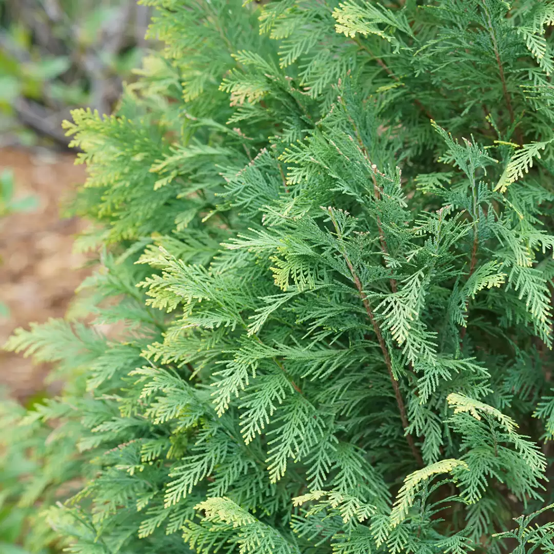 Close up of the blue and gold foliage of Pinpoint Blue & Gold Chamaecyparis